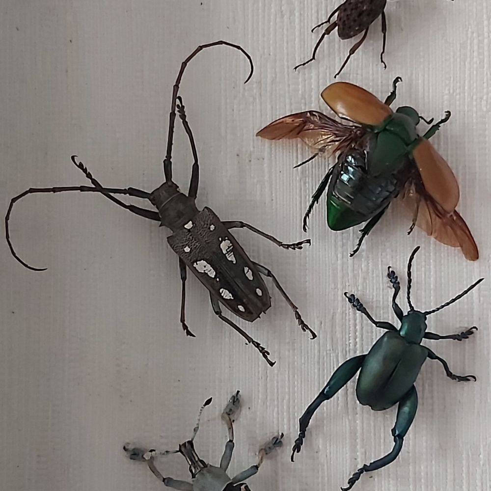 Framed Insect Collection In Shadow Box 8"x6" - Picture 2 of 2
